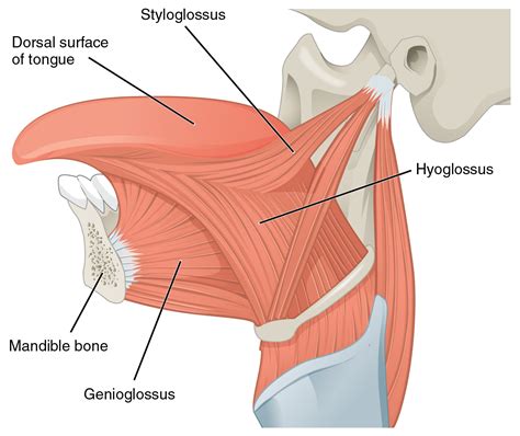 The Hypoglossal Nerve (CN XII) | Geeky Medics