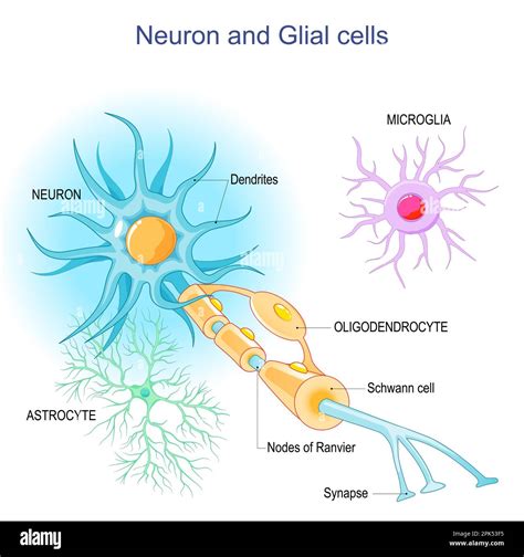 Neuron and Neuroglia. Structure and components of a neuron: dendrites ...