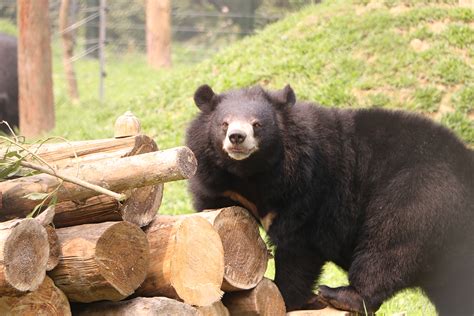 UTS Alumni and supporters | On a mission to save moon bears