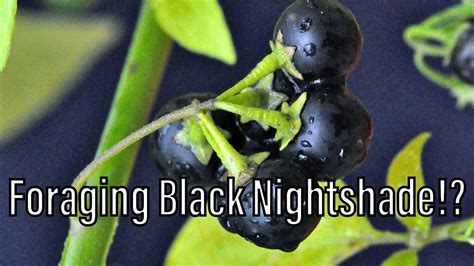 Foraging Edible Black Nightshade (solanum ptychanthum) (don’t try this ...