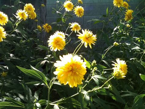 Rudbeckia laciniata Hortensia Golden Glow | tinabugvi | Flickr