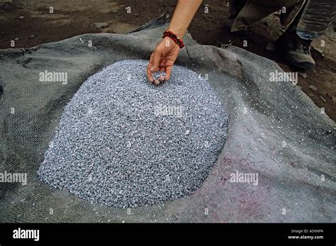 Harvesting of cochineal insects (Dactylopius coccus Costa). Récolte ...