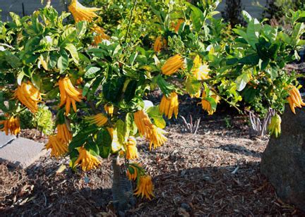 Buddha Hand Citron: growing this amazing tree ...