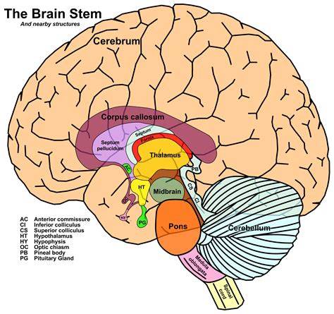 Labeled Brain Diagram With Functions Brain Labeled Human Par