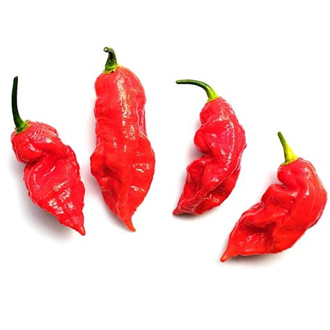 Ghost Peppers: Why They're So Hot and How to Use Them | Spice and Life