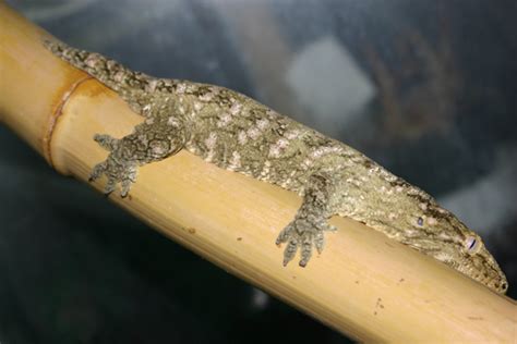 Gecko Ranch | Rhacodactylus leachianus Breeding Project