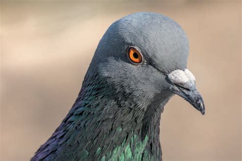 Homing Pigeons Remember Routes for Years | Scientific American