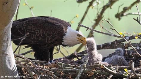 Bald Eagle Feeding Chicks | Mu-43