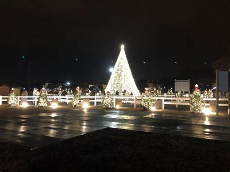 The National Christmas Tree, Washington, DC 2019.