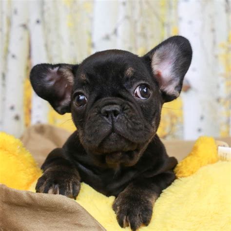 a small black dog laying on top of a yellow blanket