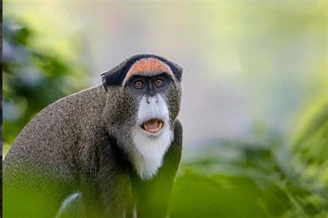 De Brazza's Monkey — Destination Uganda Travelers