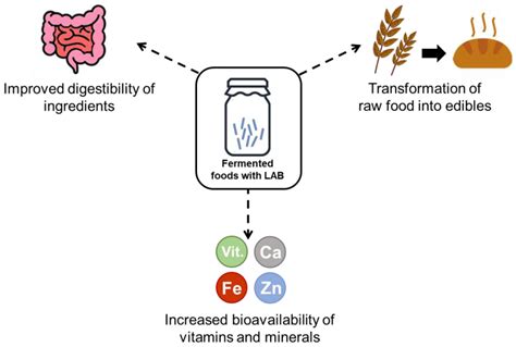 Lactic Acid Bacteria in the Production of Traditional Fermented Foods ...