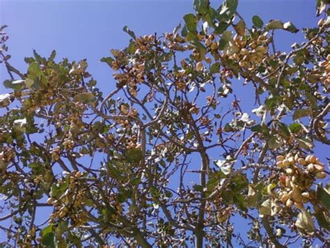 Pistachio Tree: Pictures, Images, Photos, Facts on Pistachio Trees