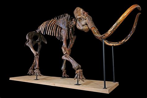 Largest Mammoth Skeleton on Auction with Aguttes at 16th December 2017 ...