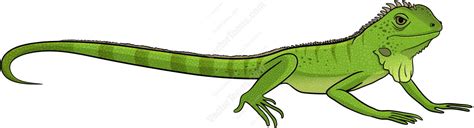 Free Green Iguana Cliparts, Download Free Green Iguana Cliparts png ...