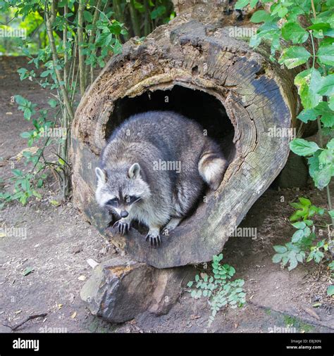 Raccoon nest hi-res stock photography and images - Alamy