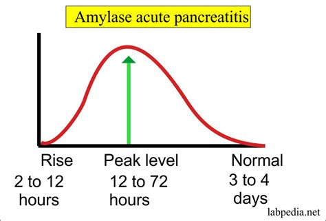 Significance Of Elevated Amylase And Lipase - Infoupdate.org