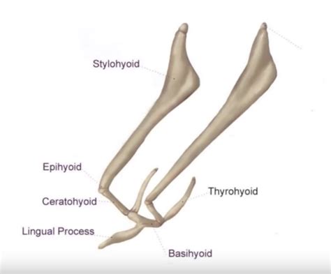 Hyoid Apparatus & Lameness