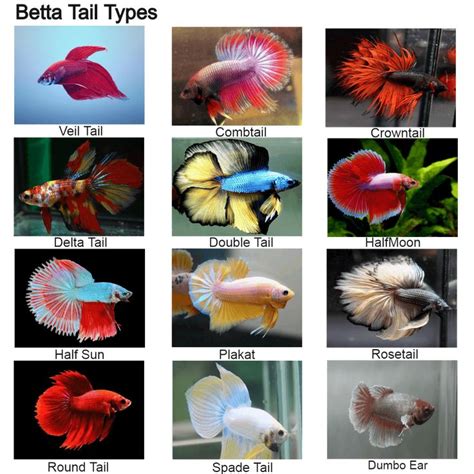 BETTA FISH TYPES - BettaFishAquarium.com in 2020 | Betta fish types ...