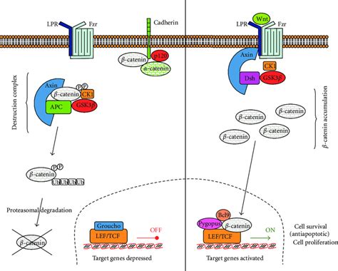 Wnt Signaling Pathway Cancer