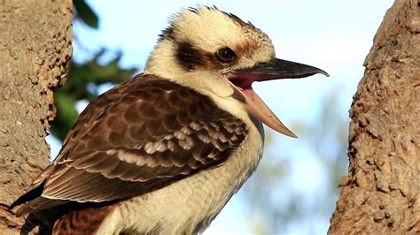 KOOKABURRA CALL - YouTube