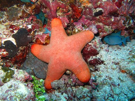 Arctic starfish deadly predator: Canadian study