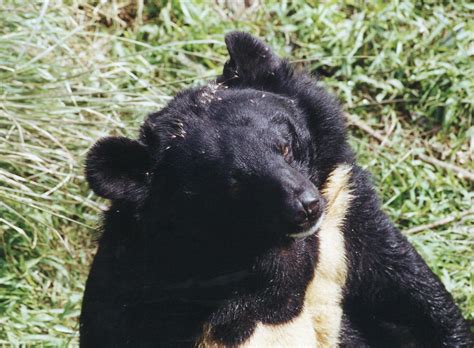 Moon bear, rescued from Chinese bear bile farms by Animals… | Flickr