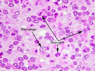 Salisbury's Graduate Histology: January 2013