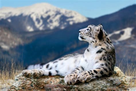 How snow leopards and nomads coexist on the Tibetan Plateau - Earth.com