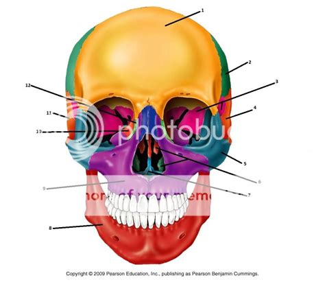 2014 Bones of the Anterior Skull Quiz - By KellyHarrison