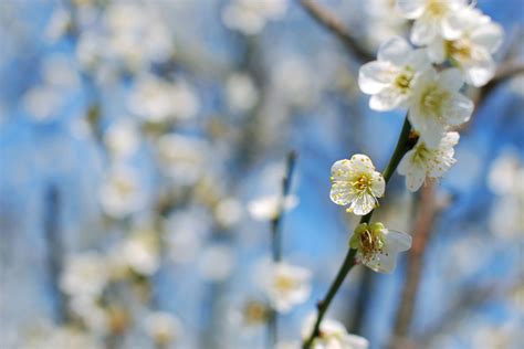 Plum blossom Photos in .jpg format free and easy download unlimit id:517829