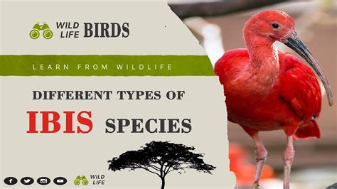 Ibis Birds II Different Types of Ibis Bird Species II Scientific Name ...