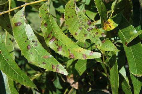 Northern Pecans: Pecan foliage diseases