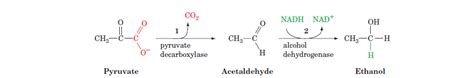 What is the chemical equation for wine fermentation? - ECHEMI