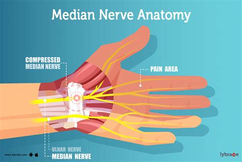 median nerve - plantecuador.com