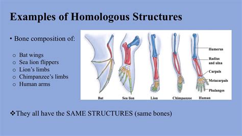 What Are Homologous Traits