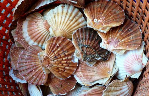 Course: Bivalve mollusc sanitation: Growing area risk profile | FAO ...