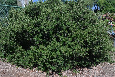 Rhus integrifolia | Landscape Plants | Oregon State University