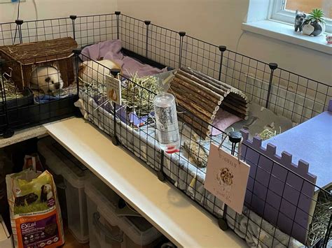 Simple DIY housing ideas for your guinea pigs