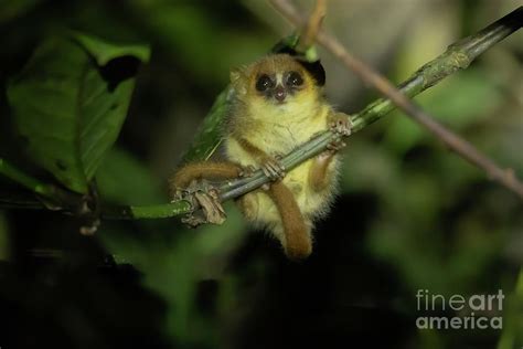 Goodman's Mouse Lemur2 Photograph by Eva Lechner - Fine Art America