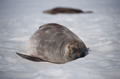 La foca de Weddell, toda una guerrera de la Antártida