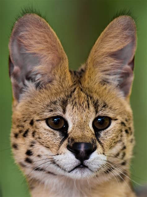 The Creature Feature: 10 Fun Facts About Servals — Mary Bates, PhD