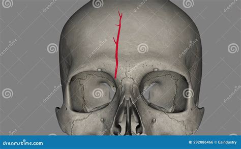 The Supratrochlear Artery (or Frontal Artery) is One of the Terminal ...