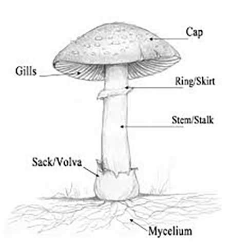 Mushroom Structure: What are the Basic Parts of a Mushroom?