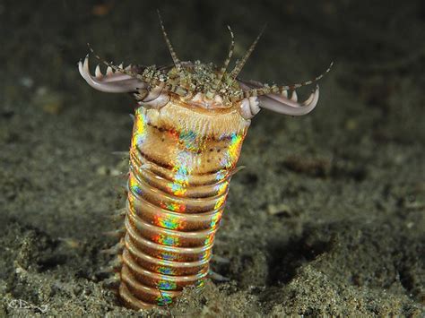 Bobbit Worm (Eunice aphroditois) - a photo on Flickriver