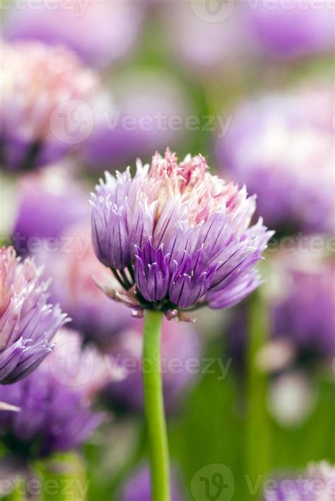 garlic flower 738198 Stock Photo at Vecteezy