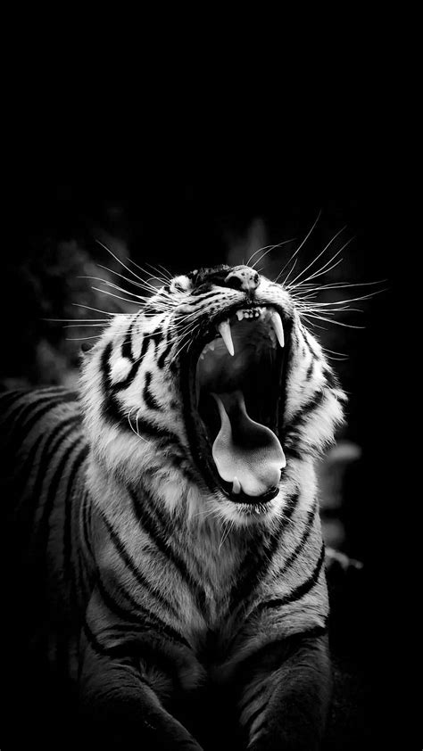 Black And White Tiger Wallpaper