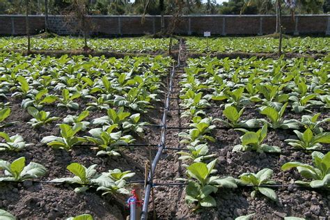 Irigasi Tetes (Drip Irrigation) Untuk Tembakau - Tembakau dan Cengkeh ...