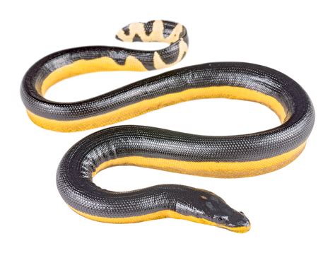 Yellow-bellied Sea-Snake (Hydrophis platurus)