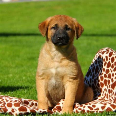 All Breeds Dogs And Puppies For Sale In India - Call Or What's App ...